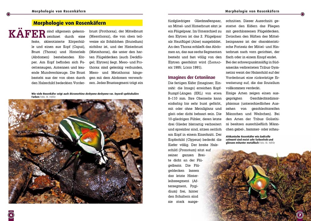 Weitere Ansicht: Afrikanische Rosenkäfer | Uwe Schlüter