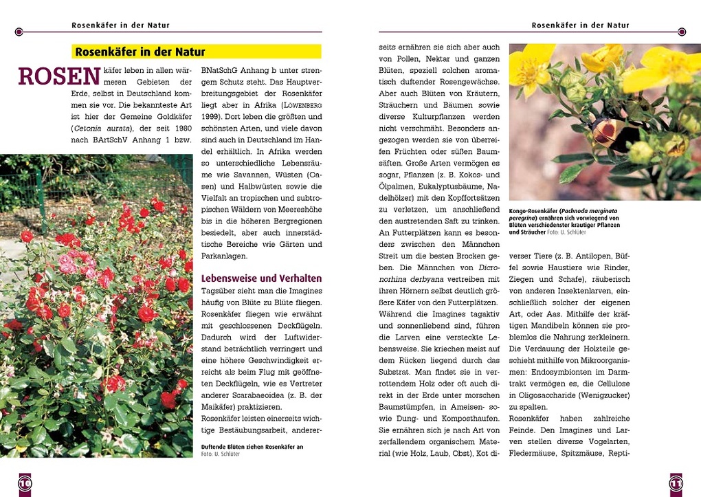 Weitere Ansicht: Afrikanische Rosenkäfer | Uwe Schlüter