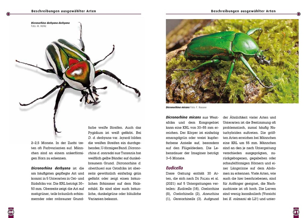 Weitere Ansicht: Afrikanische Rosenkäfer | Uwe Schlüter