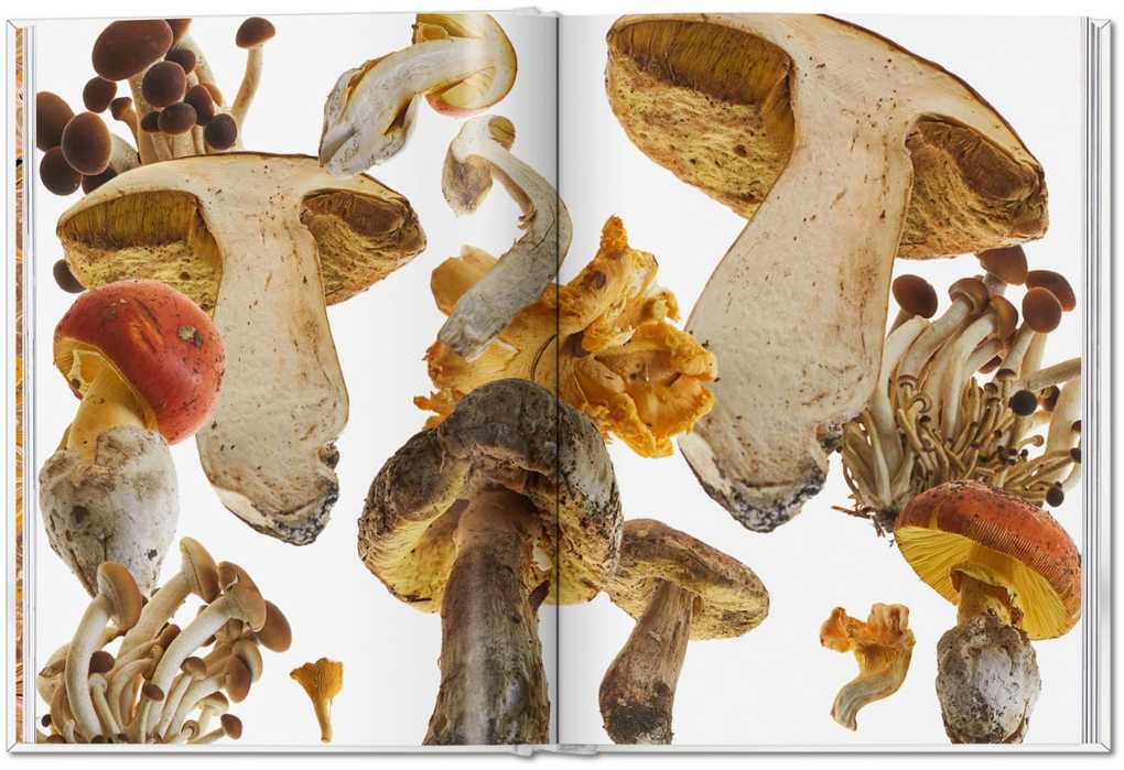 Weitere Ansicht: The Gourmand's Mushroom | The Gourmand