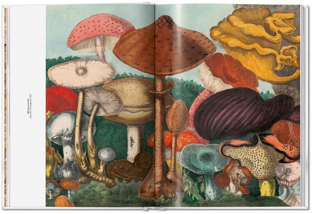 Weitere Ansicht: The Gourmand's Mushroom | The Gourmand