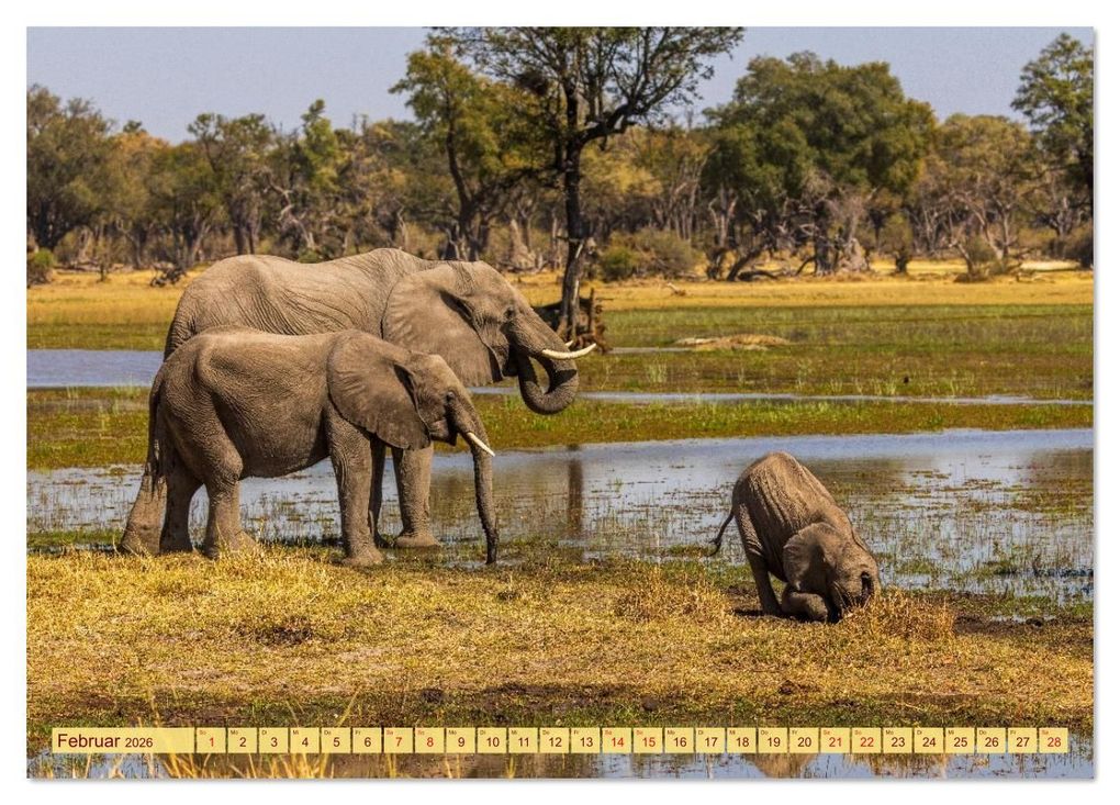 Weitere Ansicht: Das Okavango-Delta - Naturwunder im Herzen Afrikas (Tischkalender 2026 DIN A5 quer), CALVENDO Monatskalender | Carolin Eberhard @caro_goes_wild.erness, Calvendo