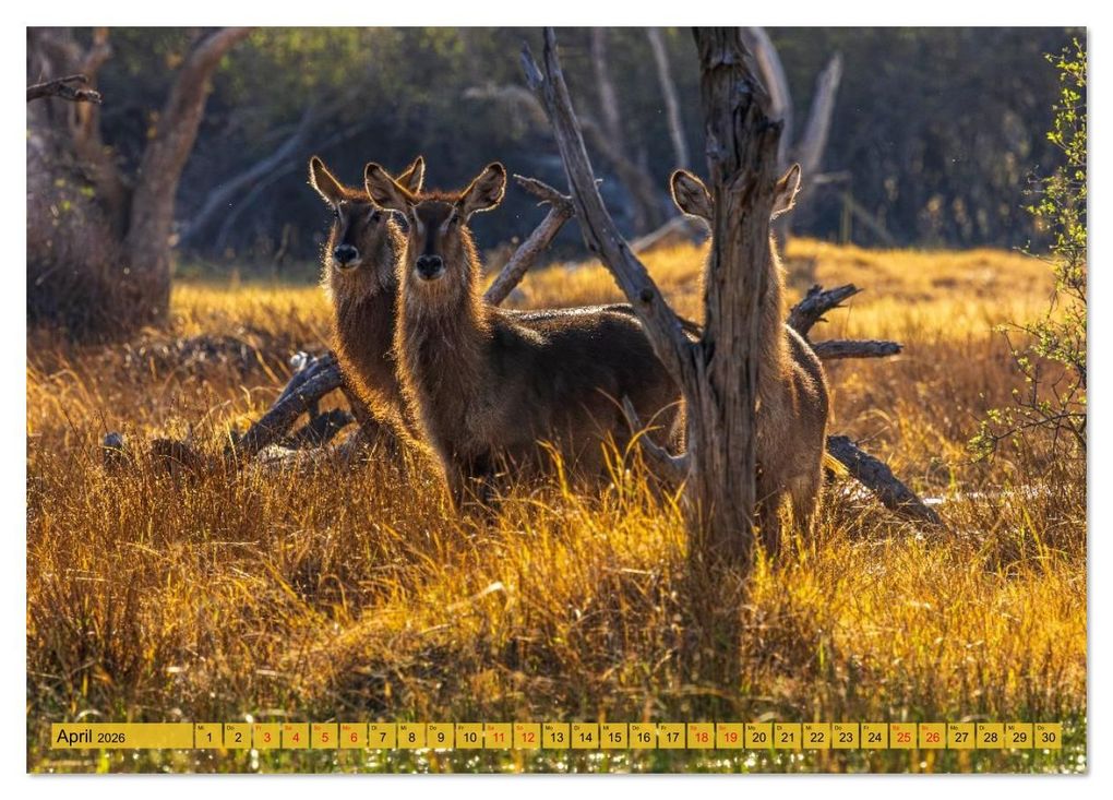 Weitere Ansicht: Das Okavango-Delta - Naturwunder im Herzen Afrikas (Tischkalender 2026 DIN A5 quer), CALVENDO Monatskalender | Carolin Eberhard @caro_goes_wild.erness, Calvendo