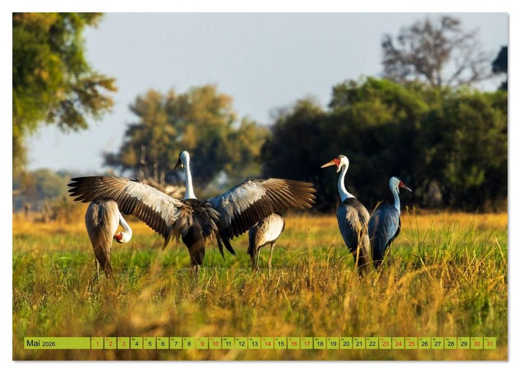 Weitere Ansicht: Das Okavango-Delta - Naturwunder im Herzen Afrikas (Tischkalender 2026 DIN A5 quer), CALVENDO Monatskalender | Carolin Eberhard @caro_goes_wild.erness, Calvendo