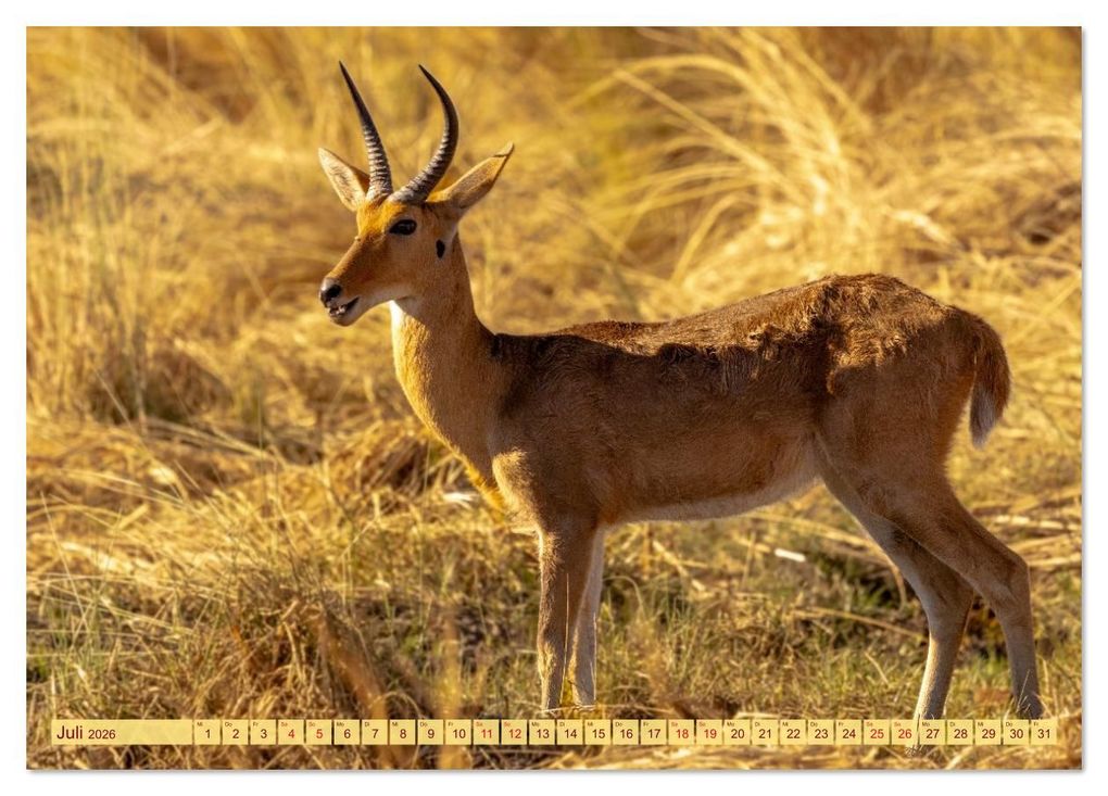 Weitere Ansicht: Das Okavango-Delta - Naturwunder im Herzen Afrikas (Tischkalender 2026 DIN A5 quer), CALVENDO Monatskalender | Carolin Eberhard @caro_goes_wild.erness, Calvendo