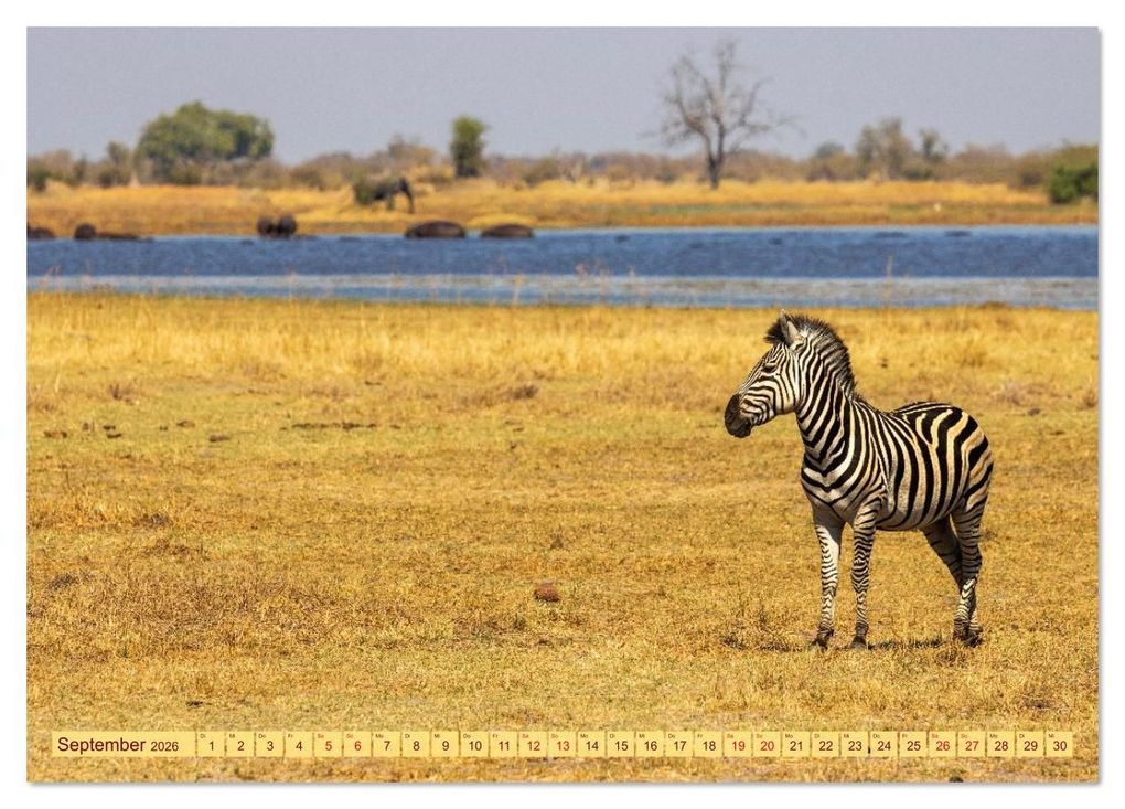 Weitere Ansicht: Das Okavango-Delta - Naturwunder im Herzen Afrikas (Tischkalender 2026 DIN A5 quer), CALVENDO Monatskalender | Carolin Eberhard @caro_goes_wild.erness, Calvendo