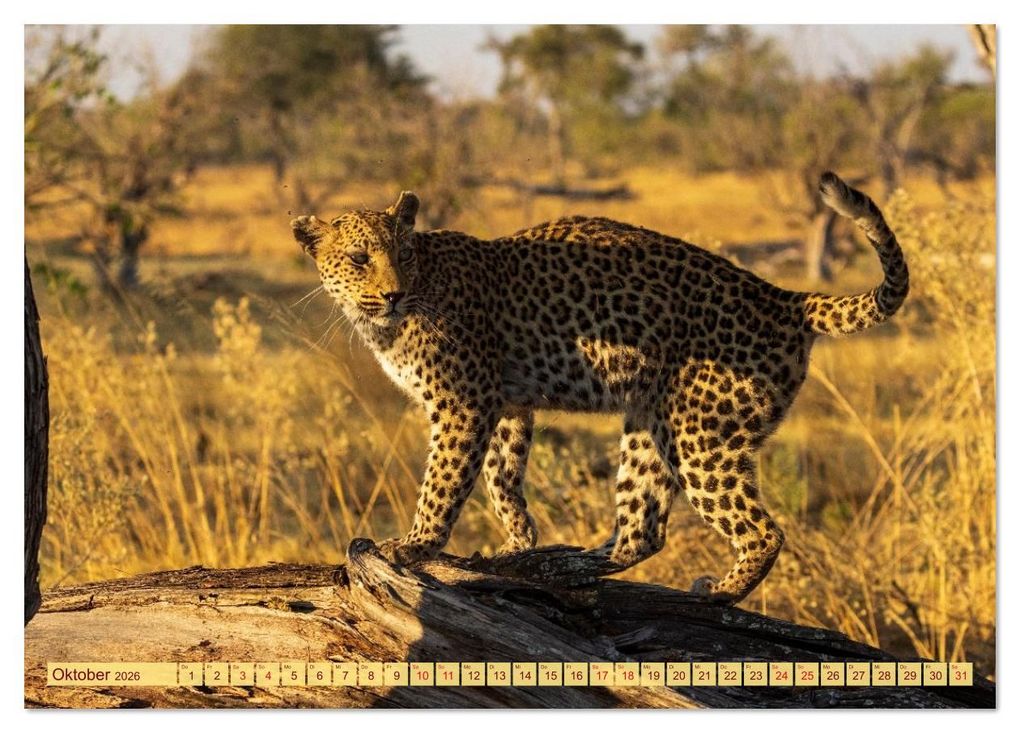 Weitere Ansicht: Das Okavango-Delta - Naturwunder im Herzen Afrikas (Tischkalender 2026 DIN A5 quer), CALVENDO Monatskalender | Carolin Eberhard @caro_goes_wild.erness, Calvendo