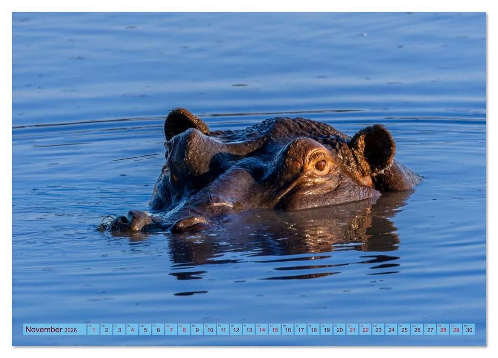 Weitere Ansicht: Das Okavango-Delta - Naturwunder im Herzen Afrikas (Tischkalender 2026 DIN A5 quer), CALVENDO Monatskalender | Carolin Eberhard @caro_goes_wild.erness, Calvendo