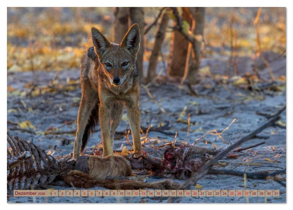 Weitere Ansicht: Das Okavango-Delta - Naturwunder im Herzen Afrikas (Tischkalender 2026 DIN A5 quer), CALVENDO Monatskalender | Carolin Eberhard @caro_goes_wild.erness, Calvendo
