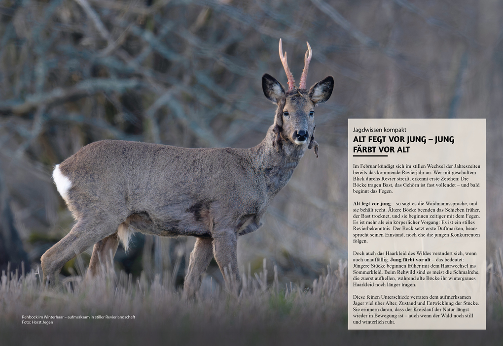 Weitere Ansicht: Jagd & Hund Kalender 2026 | NJN Media AG