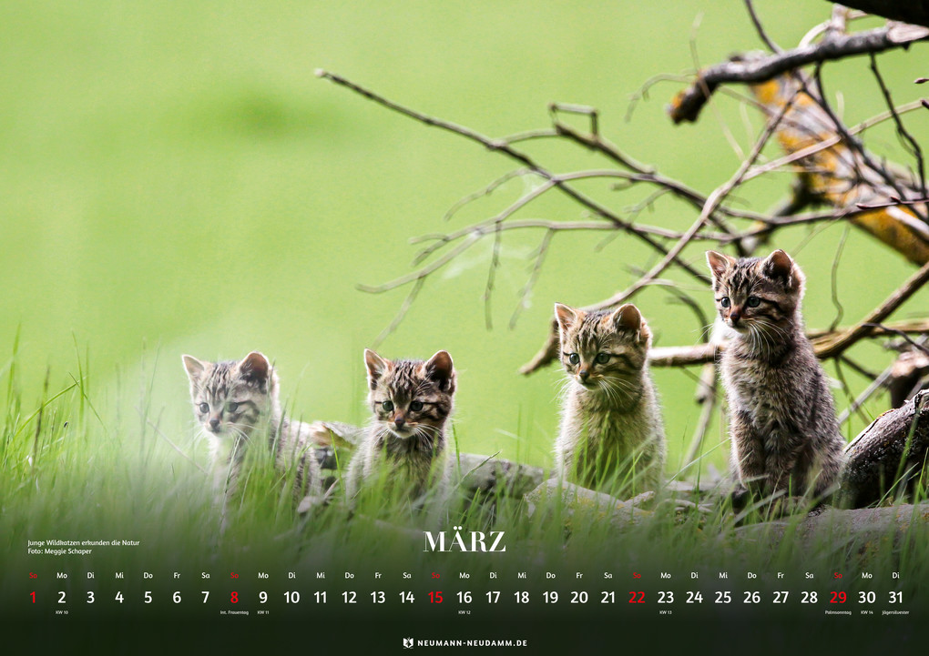 Weitere Ansicht: Wald & Wild 2026