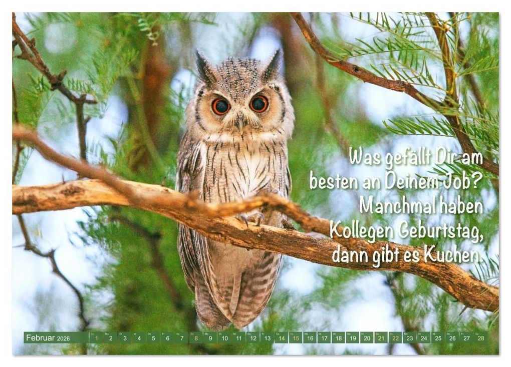 Weitere Ansicht: Die Eulen sind los: Edition lustige Tiere (Tischkalender 2026 DIN A5 quer), CALVENDO Monatskalender | CALVENDO CALVENDO, Calvendo