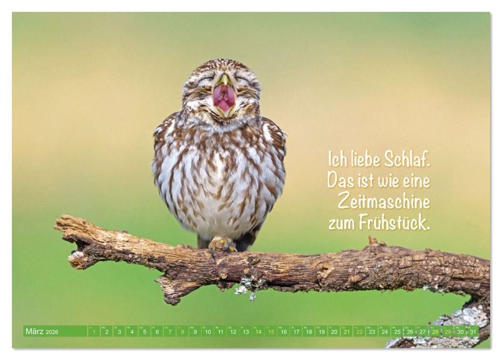Weitere Ansicht: Die Eulen sind los: Edition lustige Tiere (Tischkalender 2026 DIN A5 quer), CALVENDO Monatskalender | CALVENDO CALVENDO, Calvendo
