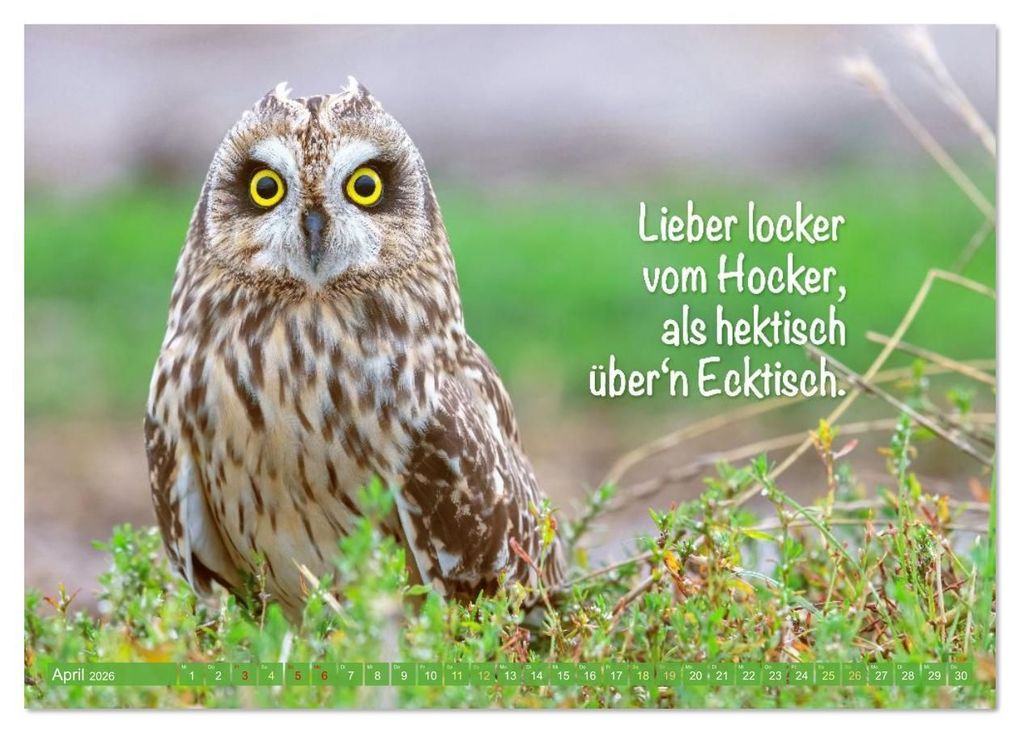 Weitere Ansicht: Die Eulen sind los: Edition lustige Tiere (Tischkalender 2026 DIN A5 quer), CALVENDO Monatskalender | CALVENDO CALVENDO, Calvendo