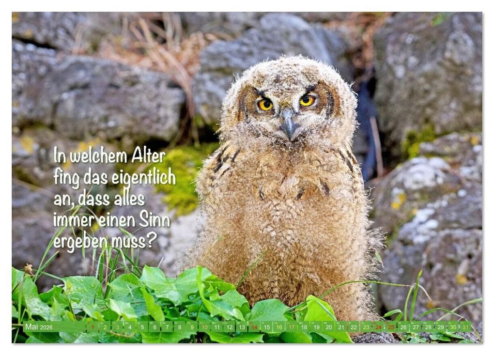 Weitere Ansicht: Die Eulen sind los: Edition lustige Tiere (Tischkalender 2026 DIN A5 quer), CALVENDO Monatskalender | CALVENDO CALVENDO, Calvendo