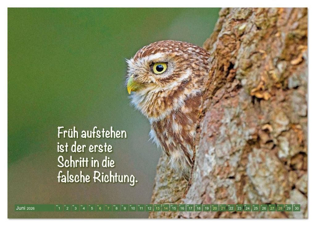Weitere Ansicht: Die Eulen sind los: Edition lustige Tiere (Tischkalender 2026 DIN A5 quer), CALVENDO Monatskalender | CALVENDO CALVENDO, Calvendo