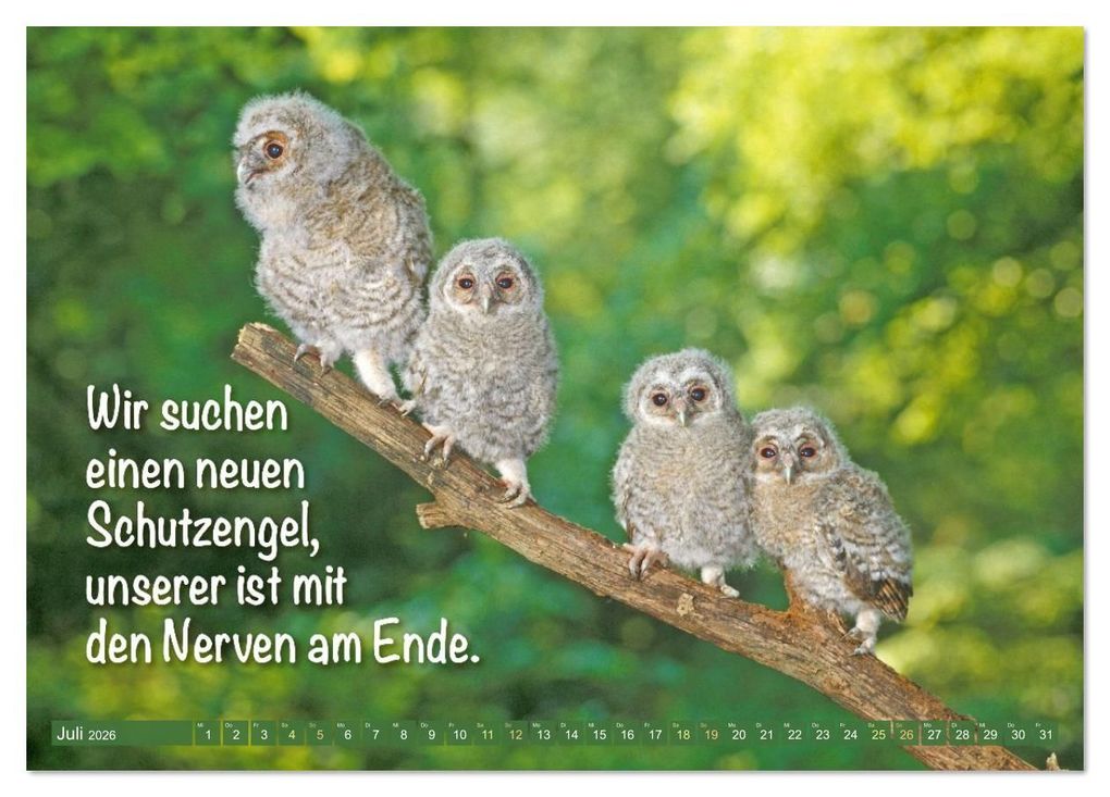 Weitere Ansicht: Die Eulen sind los: Edition lustige Tiere (Tischkalender 2026 DIN A5 quer), CALVENDO Monatskalender | CALVENDO CALVENDO, Calvendo