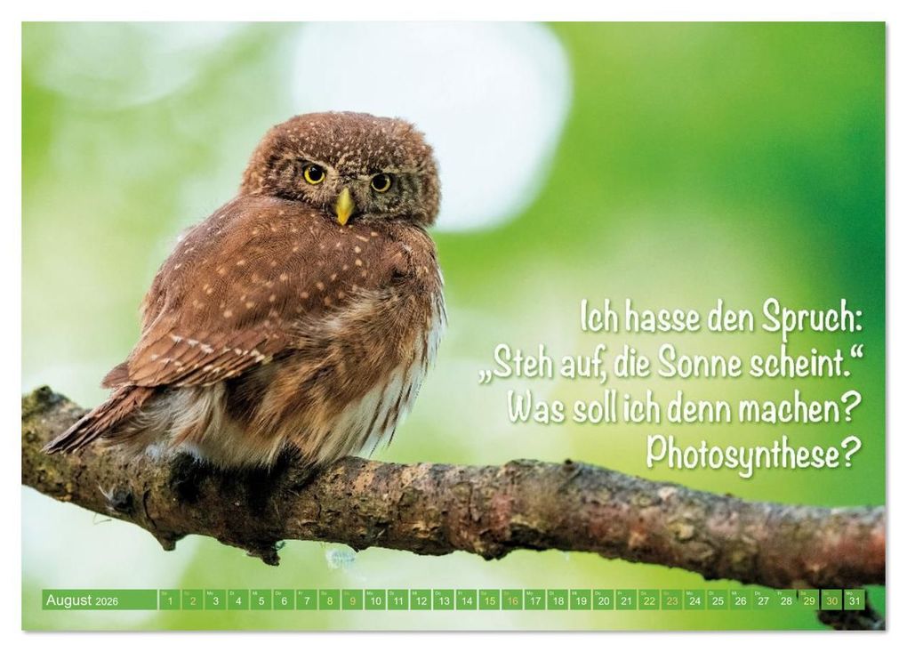 Weitere Ansicht: Die Eulen sind los: Edition lustige Tiere (Tischkalender 2026 DIN A5 quer), CALVENDO Monatskalender | CALVENDO CALVENDO, Calvendo