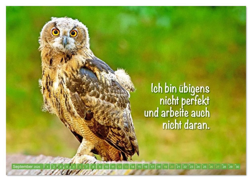 Weitere Ansicht: Die Eulen sind los: Edition lustige Tiere (Tischkalender 2026 DIN A5 quer), CALVENDO Monatskalender | CALVENDO CALVENDO, Calvendo
