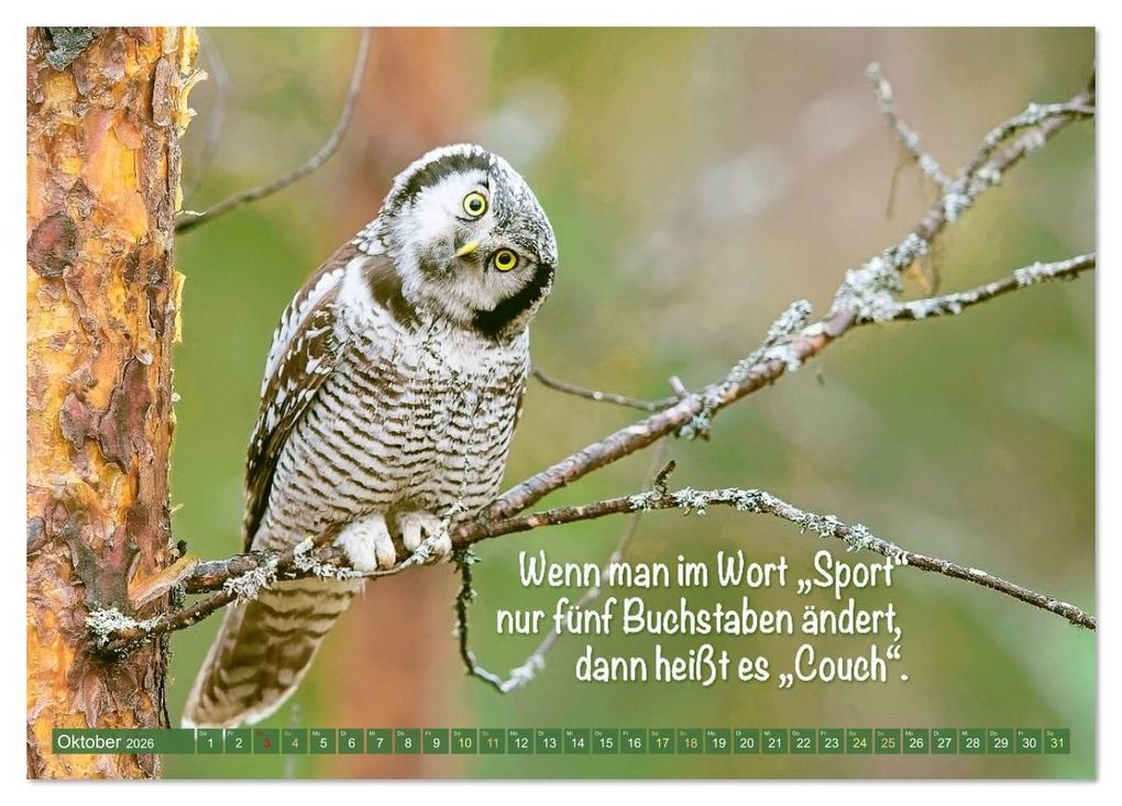 Weitere Ansicht: Die Eulen sind los: Edition lustige Tiere (Tischkalender 2026 DIN A5 quer), CALVENDO Monatskalender | CALVENDO CALVENDO, Calvendo