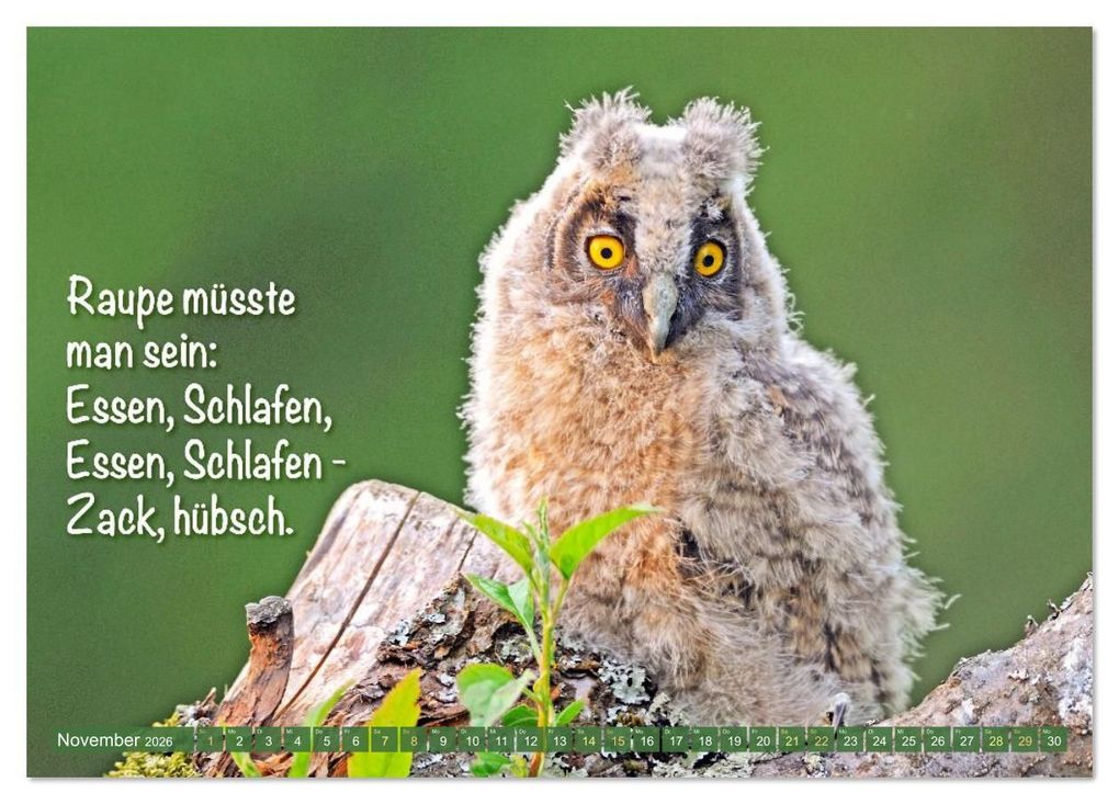 Weitere Ansicht: Die Eulen sind los: Edition lustige Tiere (Tischkalender 2026 DIN A5 quer), CALVENDO Monatskalender | CALVENDO CALVENDO, Calvendo