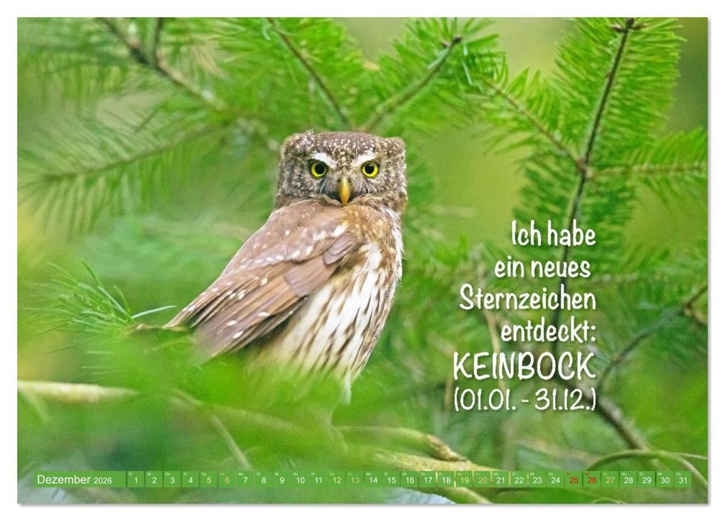Weitere Ansicht: Die Eulen sind los: Edition lustige Tiere (Tischkalender 2026 DIN A5 quer), CALVENDO Monatskalender | CALVENDO CALVENDO, Calvendo