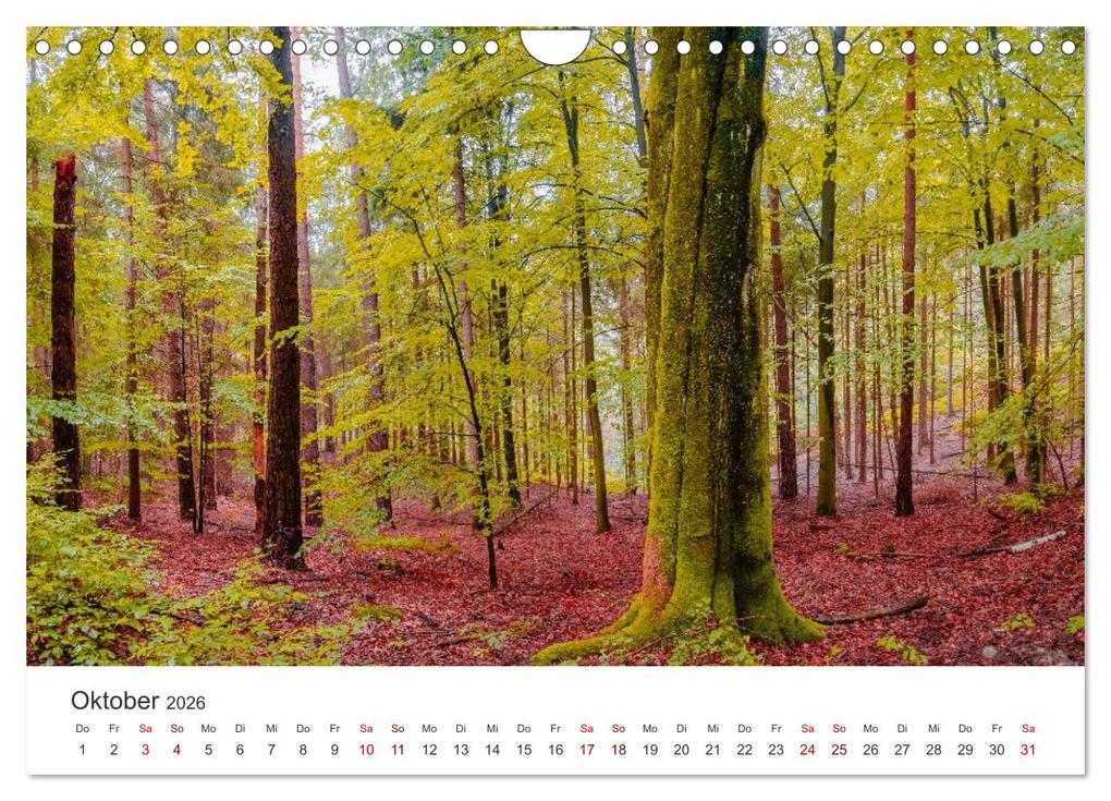 Weitere Ansicht: DEUTSCHLAND, Sächsische Schweiz Nationalpark, Märchenwald (Wandkalender 2026 DIN A4 quer), CALVENDO Monatskalender | Oleg Senkov, Calvendo