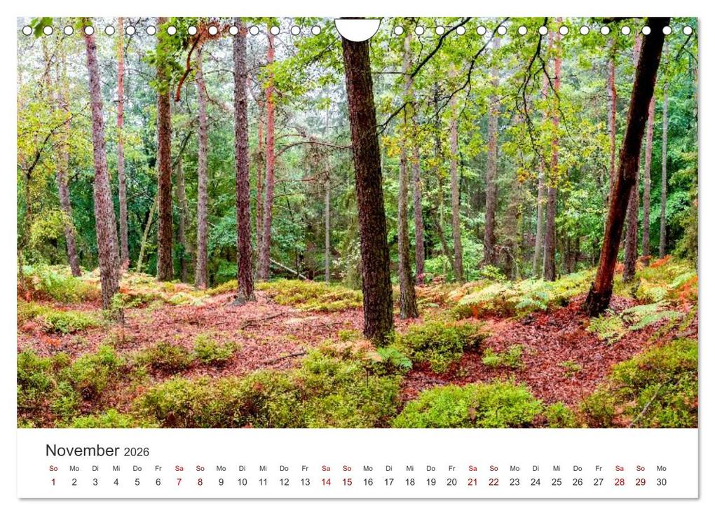 Weitere Ansicht: DEUTSCHLAND, Sächsische Schweiz Nationalpark, Märchenwald (Wandkalender 2026 DIN A4 quer), CALVENDO Monatskalender | Oleg Senkov, Calvendo