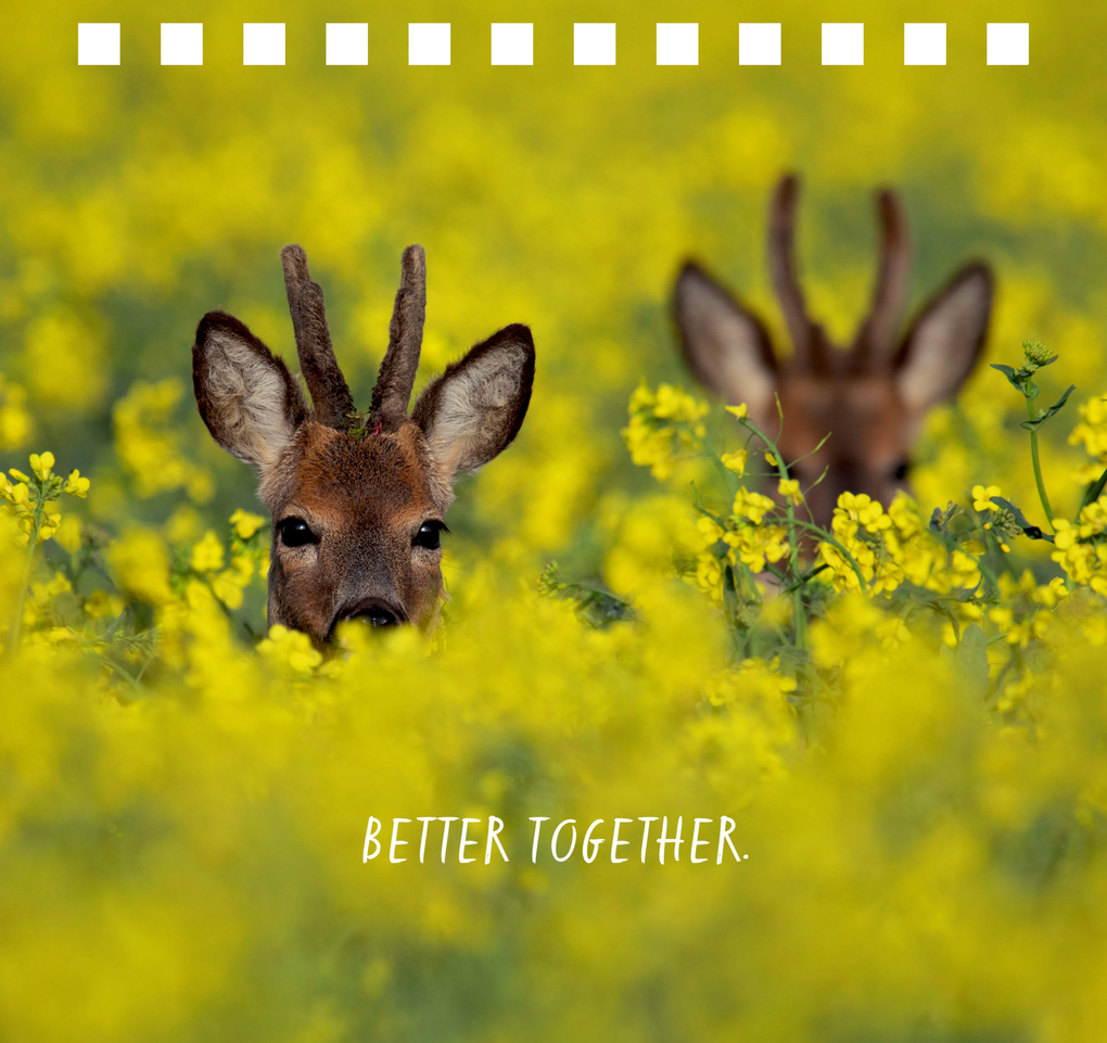 Weitere Ansicht: You are my Sunshine