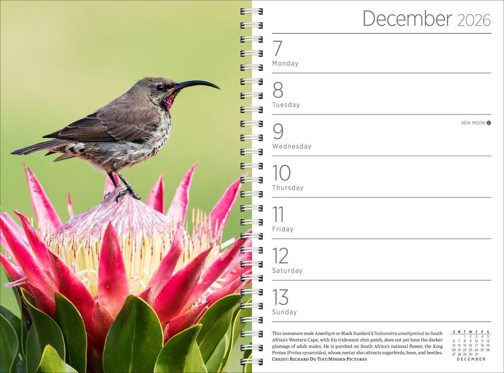 Weitere Ansicht: Audubon Engagement Calendar 2026 | Workman Calendars