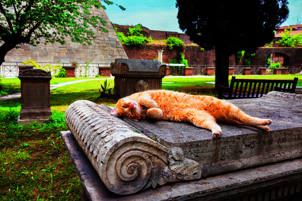 Weitere Ansicht: Katzen der Welt | Hannah Shaw