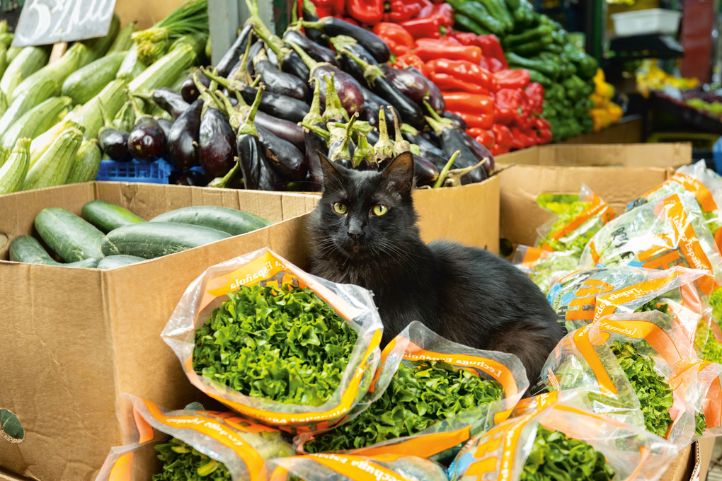 Weitere Ansicht: Katzen der Welt | Hannah Shaw