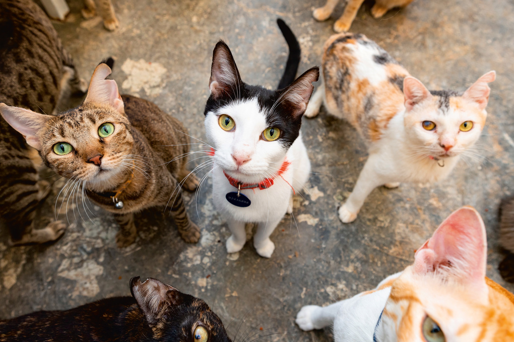 Weitere Ansicht: Katzen der Welt | Hannah Shaw