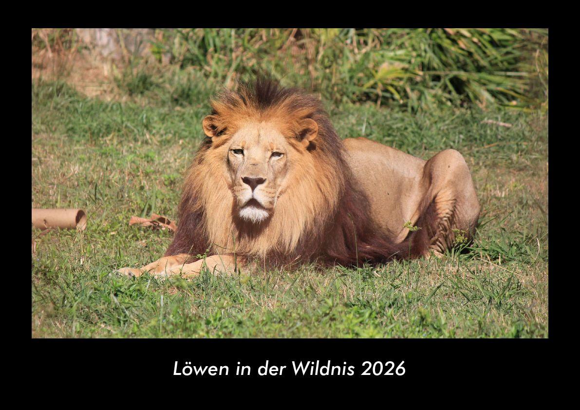 Tobias Becker: Löwen in der Wildnis 2026 Fotokalender DIN A3 bei ...