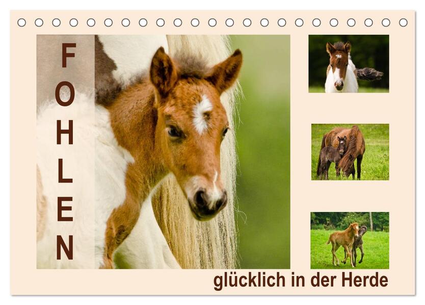 Produktbild: Fohlen, glücklich in der Herde (Tischkalender 2026 DIN A5 quer), CALVENDO Monatskalender | Brinja Schmidt, Calvendo