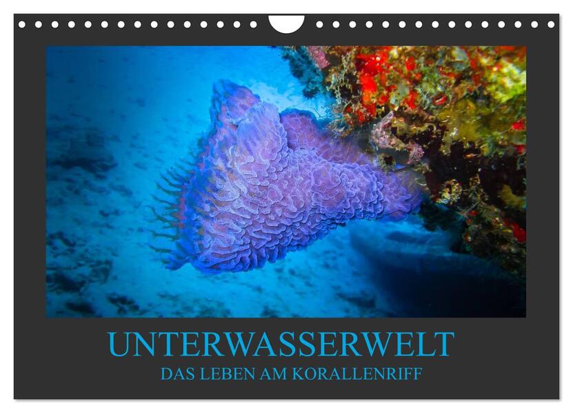 Produktbild: Unterwasserwelt - Das Leben am Korallenriff (Wandkalender 2026 DIN A4 quer), CALVENDO Monatskalender | Dirk Meutzner, Calvendo