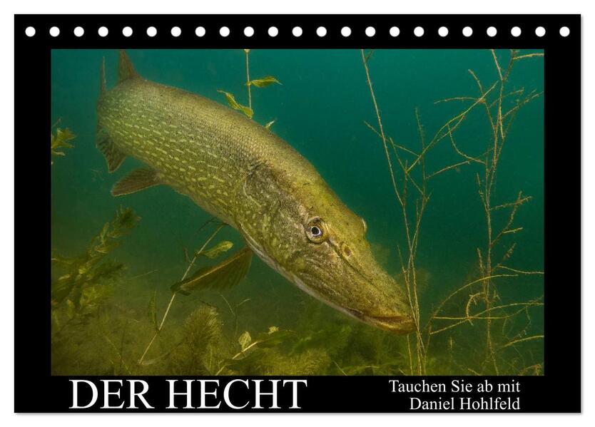 Produktbild: Der Hecht - Tauchen Sie ab mit Daniel Hohlfeld (Tischkalender 2026 DIN A5 quer), CALVENDO Monatskalender | Daniel Hohlfeld, Calvendo