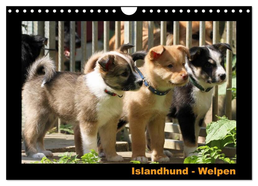 Produktbild: Islandhund - Welpen / CH-Version (Wandkalender 2026 DIN A4 quer), CALVENDO Monatskalender | JAMFoto - Angelika Möthrath, Calvendo, Angelika Möthrath
