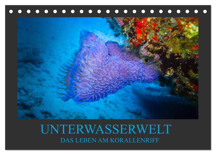 Produktbild: Unterwasserwelt - Das Leben am Korallenriff (Tischkalender 2026 DIN A5 quer), CALVENDO Monatskalender | Dirk Meutzner, Calvendo