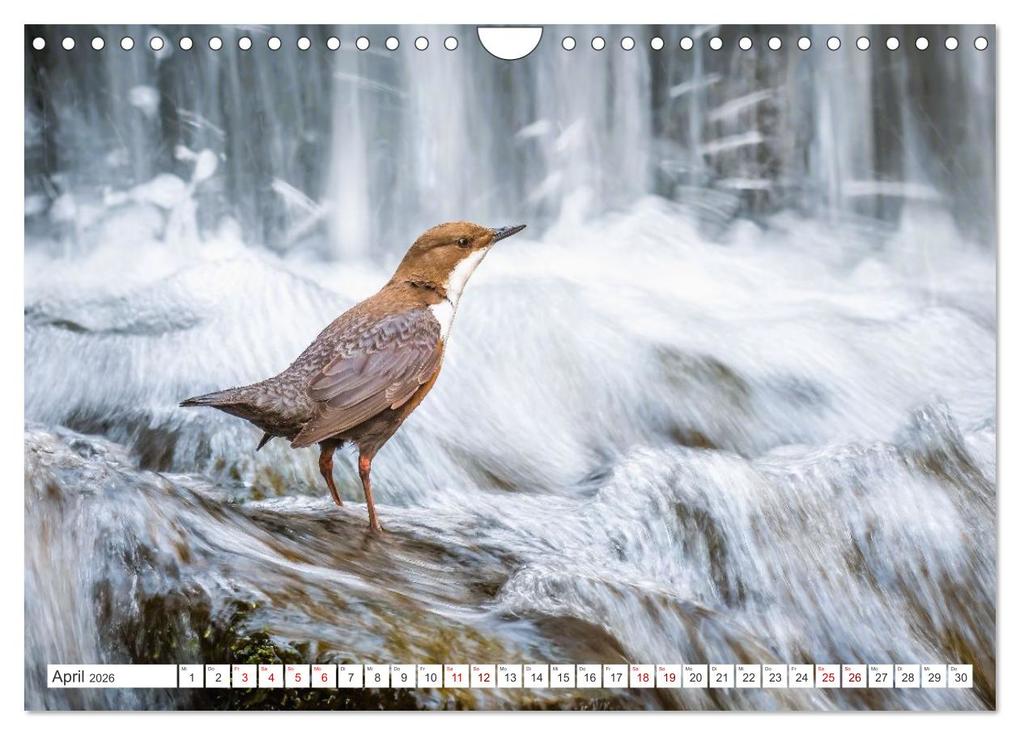 Weitere Ansicht: Die RHÖN: Faszinierende Berge und lebendige Bäche (Wandkalender 2026 DIN A4 quer), CALVENDO Monatskalender | Manfred Hempe, Calvendo