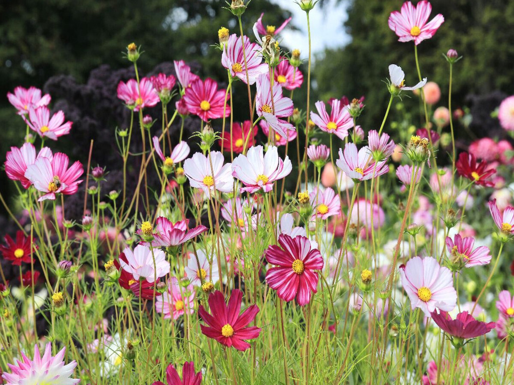 Weitere Ansicht: CALVENDO Puzzle Cosmea oder Schmuckkörbchen in der Blumenwiese | 1000 Teile Lege-Größe 64x48cm Foto-Puzzle für glückliche Stunden | Calvendo
