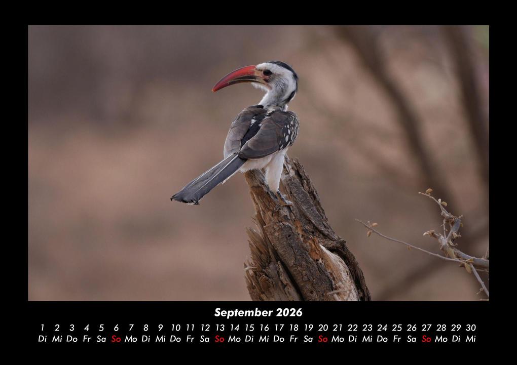 Weitere Ansicht: Vögel 2026 Fotokalender DIN A3 | Kevin Heber, Tobias Schmitt