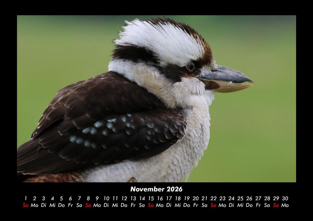 Weitere Ansicht: Vögel 2026 Fotokalender DIN A3 | Kevin Heber, Tobias Schmitt