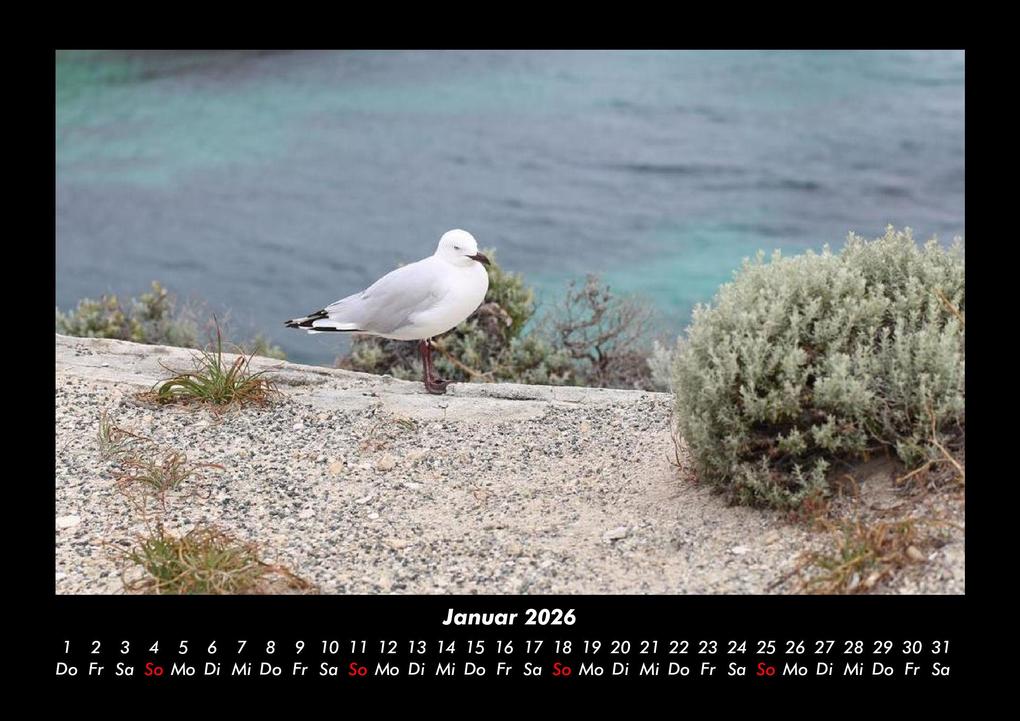 Weitere Ansicht: Vögel 2026 Fotokalender DIN A3 | Kevin Heber, Tobias Schmitt