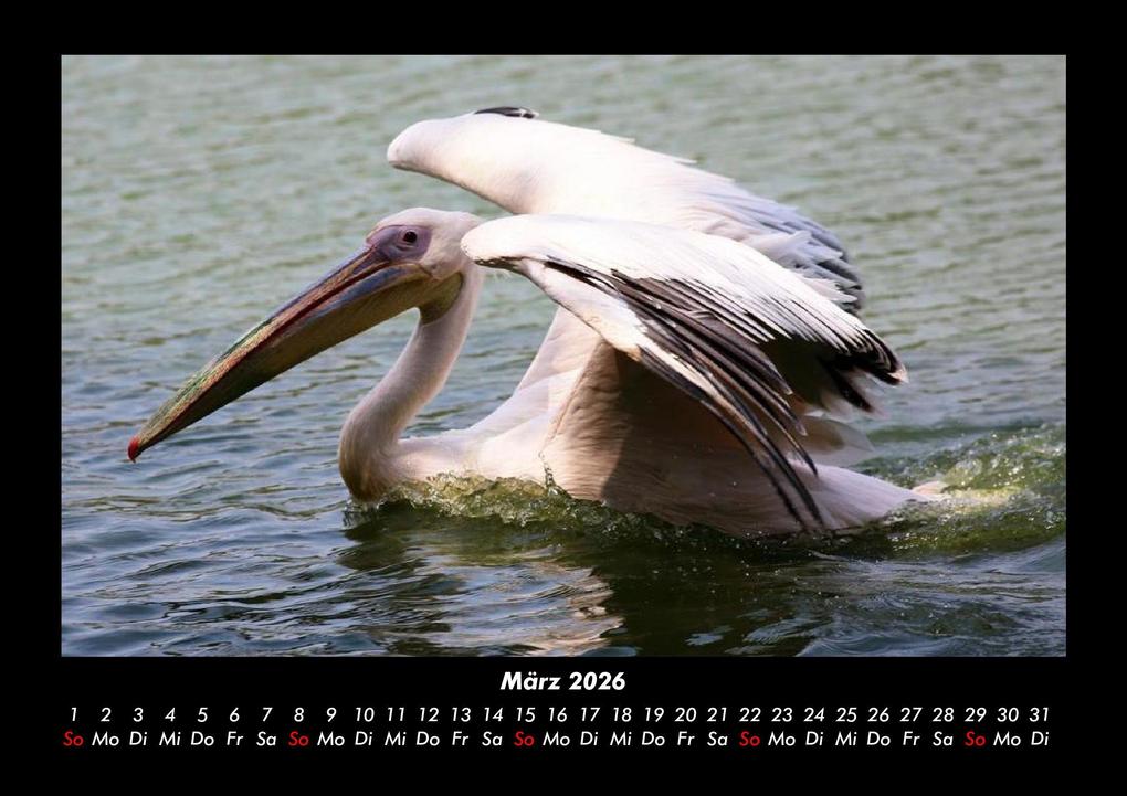 Weitere Ansicht: Vögel 2026 Fotokalender DIN A3 | Kevin Heber, Tobias Schmitt