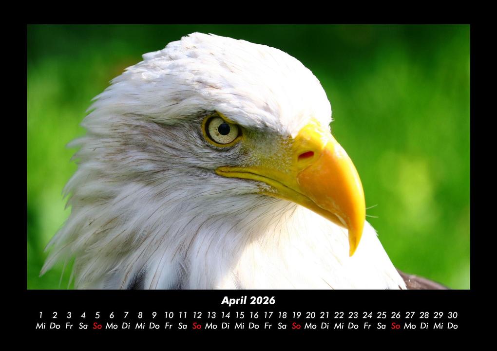 Weitere Ansicht: Vögel 2026 Fotokalender DIN A3 | Kevin Heber, Tobias Schmitt