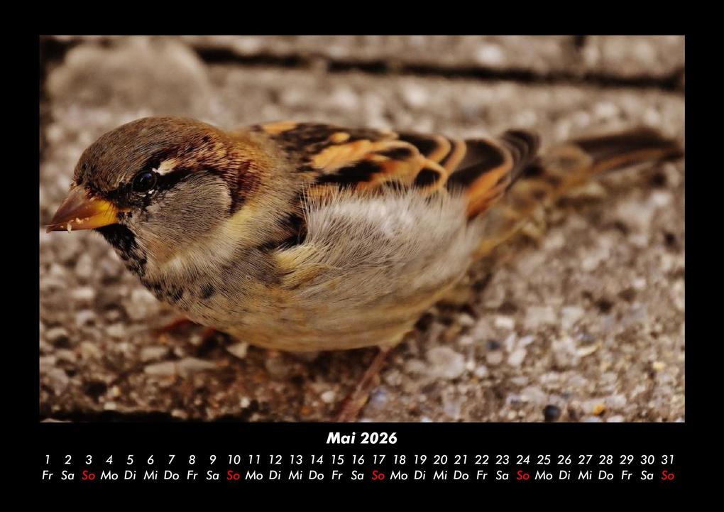 Weitere Ansicht: Vögel 2026 Fotokalender DIN A3 | Kevin Heber, Tobias Schmitt