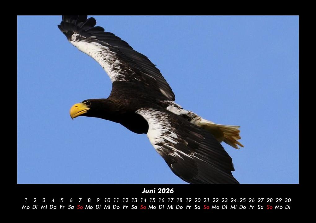 Weitere Ansicht: Vögel 2026 Fotokalender DIN A3 | Kevin Heber, Tobias Schmitt