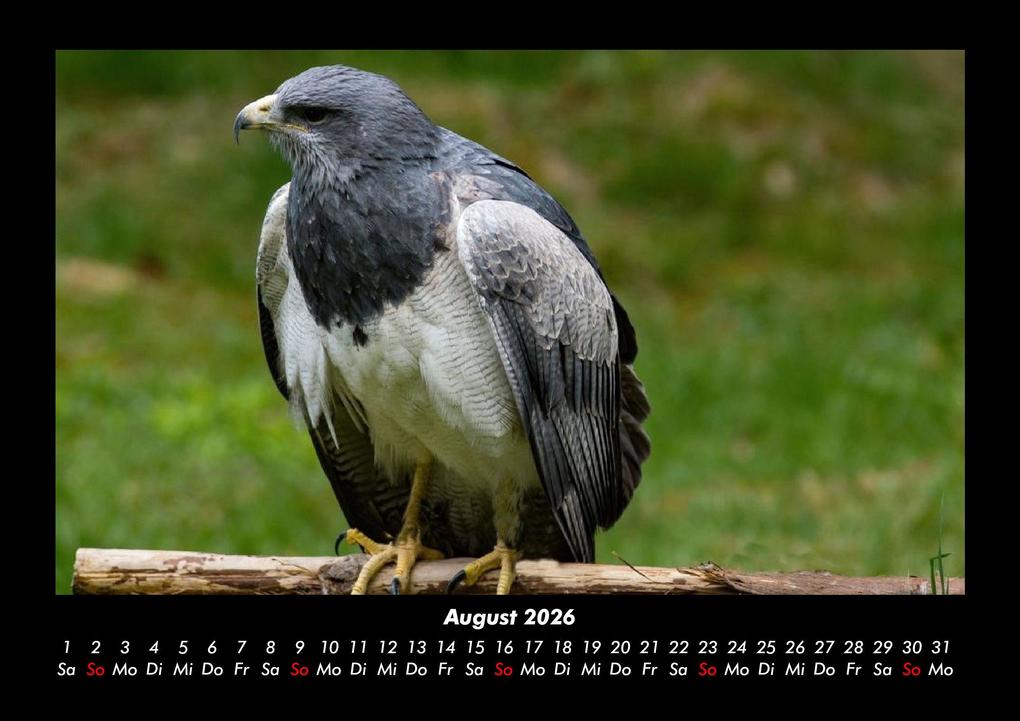 Weitere Ansicht: Vögel 2026 Fotokalender DIN A3 | Kevin Heber, Tobias Schmitt