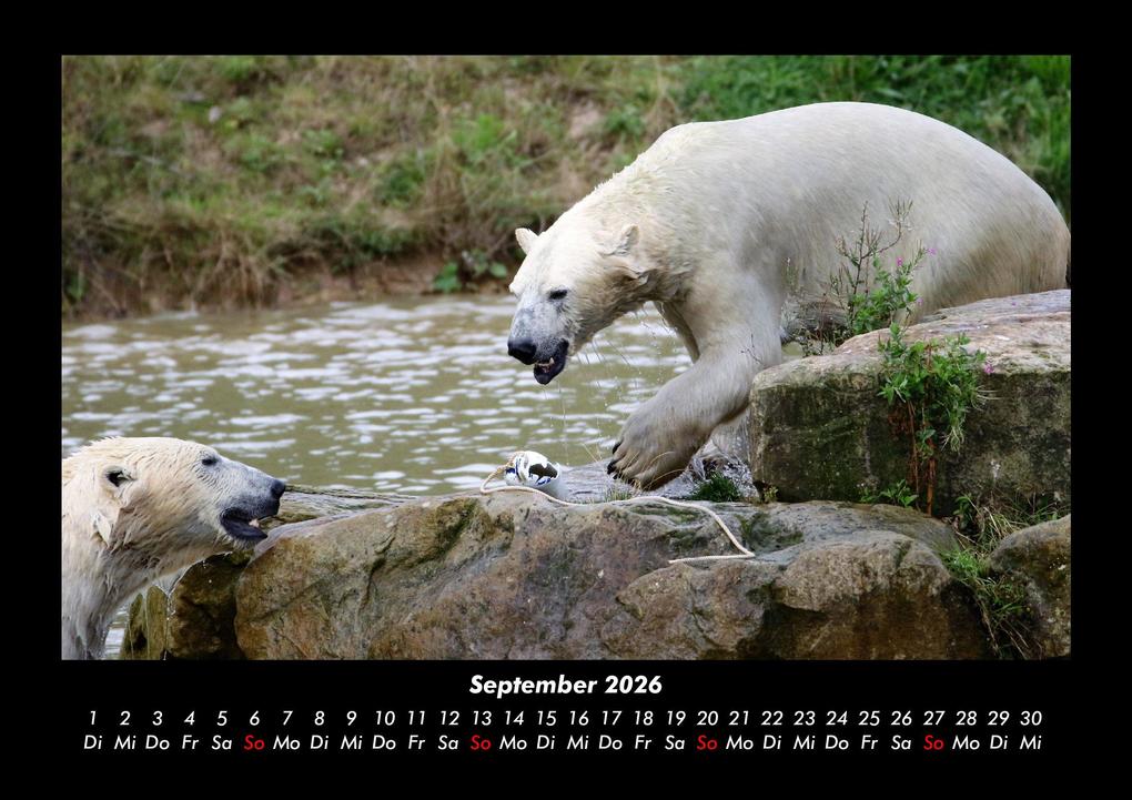 Weitere Ansicht: Eisbären 2026 Fotokalender DIN A3 | Kevin Heber, Tobias Schmitt